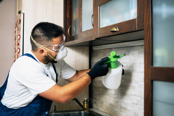 Wasp Removal Services in Schofield, WI