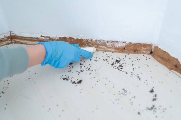 Reliable Schofield, WI Pest Control Solutions